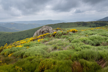 country landscape of Ardeche with brooms in bloom