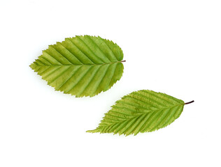 Hainbuche, Carpinus betulus