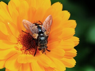 Fliege an Blüte