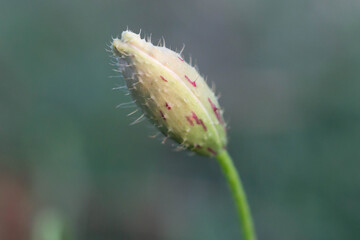 The bud of Papaver argemone on the field ,  is a species of flowering plant in the poppy family Papaveraceae.Its common names include long pricklyhead poppy, prickly poppy and pale poppy
