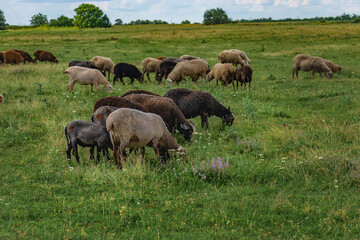 A flock of sheep in a beautiful meadow. Summer rural landscape. A picturesque landscape against the background of sheep in a pasture with green grass. Sheep graze in a meadow.