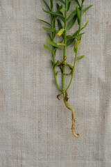 Flax stalk with root on linen cloth. Natural fabric concept. Copy space. Vertical image. 