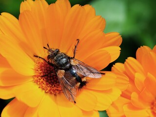 Fliege auf Ringelblumenblüte