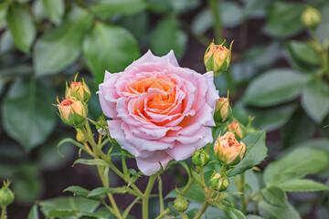 Pink Rose Cremosa. Exquisite selected varieties of roses
