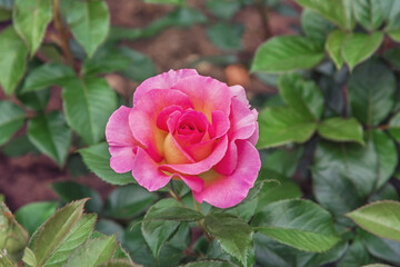 Rose Pink Paradise. Selected sorts of exquisite roses for parks, gardens