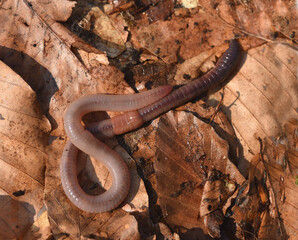 Tauwurm, Tauwuermer, Lumbricus, terrestris