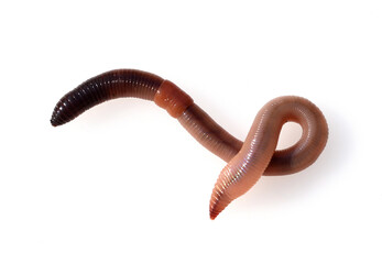 Tauwurm, Tauwuermer, Lumbricus, terrestris