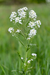 Plakat Horseradish (Armoracia rusticana, syn. Cochlearia armoracia) is a perennial plant of the Brassicaceae family. Horseradish (Armoracia rusticana) at the time of flowering.