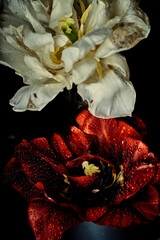 White and red tulips as two fighting opposites in love