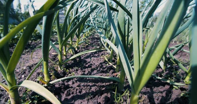 Garlic bed. Natural greens from the garden. Garlic grown near the house. Camera movement on the slider