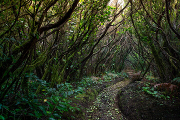 humid forest full of branches and trunks intertwined with moss.