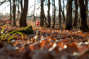 autumn leaves on the ground with a stump in the moss