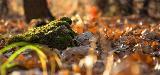 a stump in the moss in the forest