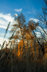 autumn trees in the forest