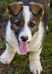 border collie puppy
