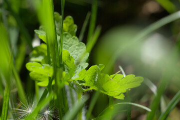 Blumen und Herbarium