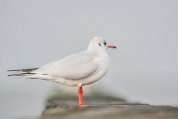 Lachmöwe auf den Buhnen