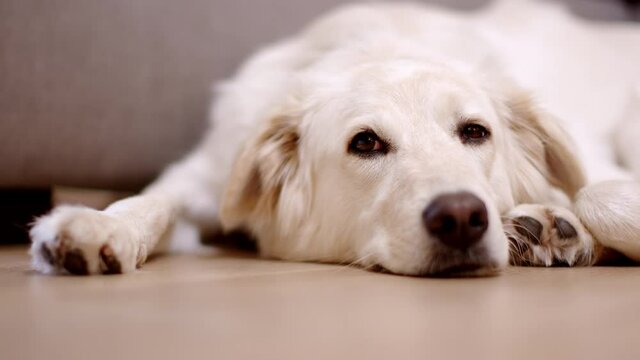 White mixed breed dog lying bored on floor