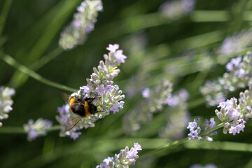 bumble bee on a flower