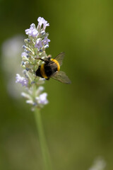 Bumble bee pollinating a lavender