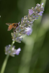 Fototapeta na wymiar Bee impollinating a lavender