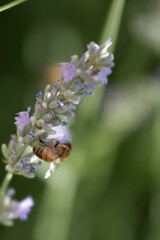 Bee impollinating a lavender