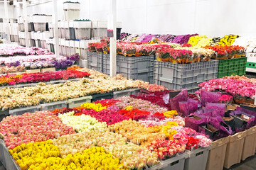 Red, orange, yellow, pink roses and other flowers in plastic boxes transport and storage for sale in flower shops.