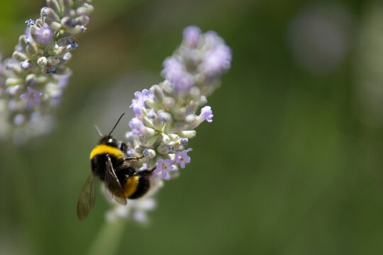 Bumble bee pollinating a lavender