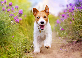 Playful happy smiling funny pet dog puppy running near summer flowers and listening - obrazy, fototapety, plakaty