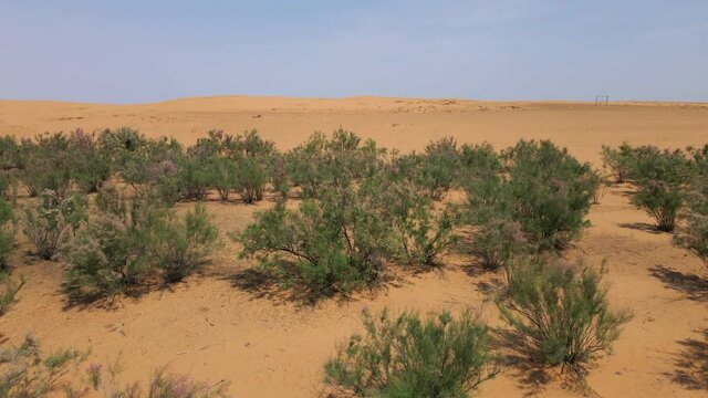 Green Shrubs in Horizonless Sandy Desert or Steppe in Kalmykia, Russia. Aerial View