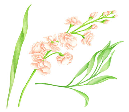 Watercolor blush matthiola flower and leaves. Hand drawn cream rose flower heads on green stem isolated on white background. Elegant greenery illustration for cards, invitations, wedding decoration.