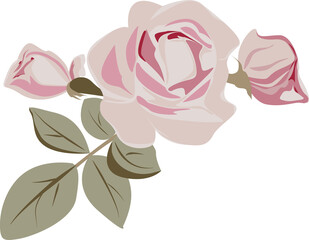 Vector pink rose flower with green leaves, motive for design in pastel gentle colors, botanical illustration