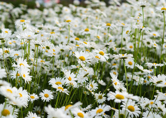 Daisy flower on green meadow 2