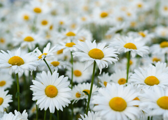 Daisy flower on green meadow 14