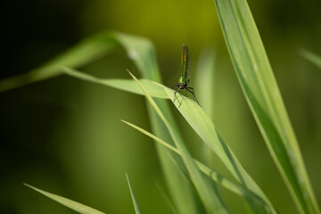 TOA_7579-1_Libelle_BRONA_AST