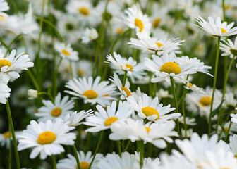 Fototapeta premium Daisy flower on green meadow