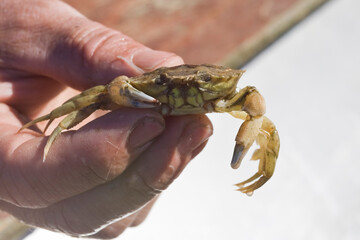 Hand holding crab