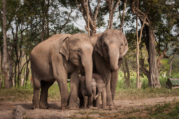 Fototapeta premium Big Gray Mother, Father Elephant with baby outside in Thailand. Nature, Family