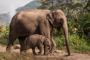 Big Gray Mother Elephant with baby outside  in Thailand. Nature, Family