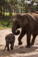Big Gray Mother Elephant with baby outside  in Thailand. Nature, Family