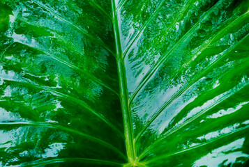 Close up of a large wet and glossy Fresh Green New Taro Colocasia Elephant Ear Plants or Arbi Leaf...