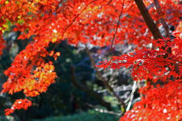Close up photo of a maple leaf that turned red in autumn season