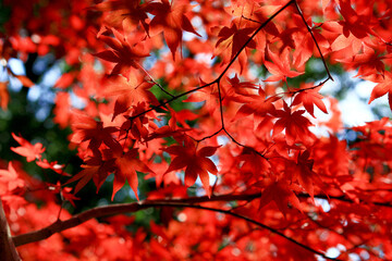 Close up photo of a maple leaf that turned red in autumn season