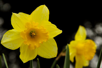 Yellow Narcissus on blurred natural background