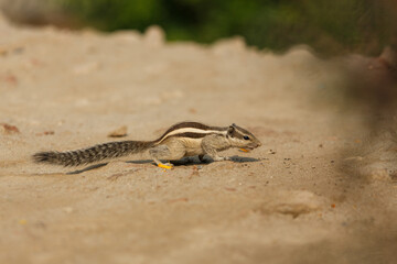 Little striped asian squirrel outside play in thailand wild life