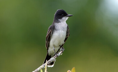 An eastern Kingbird perched on a stick in Merritt Island National Wildlife Refuge.