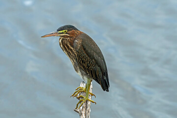 A juvenile green heron on a branch at Blackpoint Wildlife Drive, Merritt Island National Wildlife Refuge.