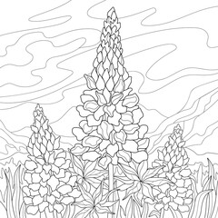 Three lupine flower, grass, hills, sky and clouds.. Botanical summer illustration on a white isolated background. For coloring book pages.