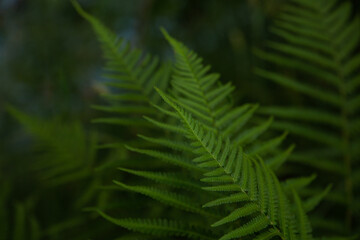 Fototapeta na wymiar Natural fern leaves in shadowy place in forest in June in Latvia