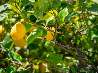 Lemons Growing On Lemon Tree. Bunches of fresh yellow ripe lemons on lemon tree branches in garden....
